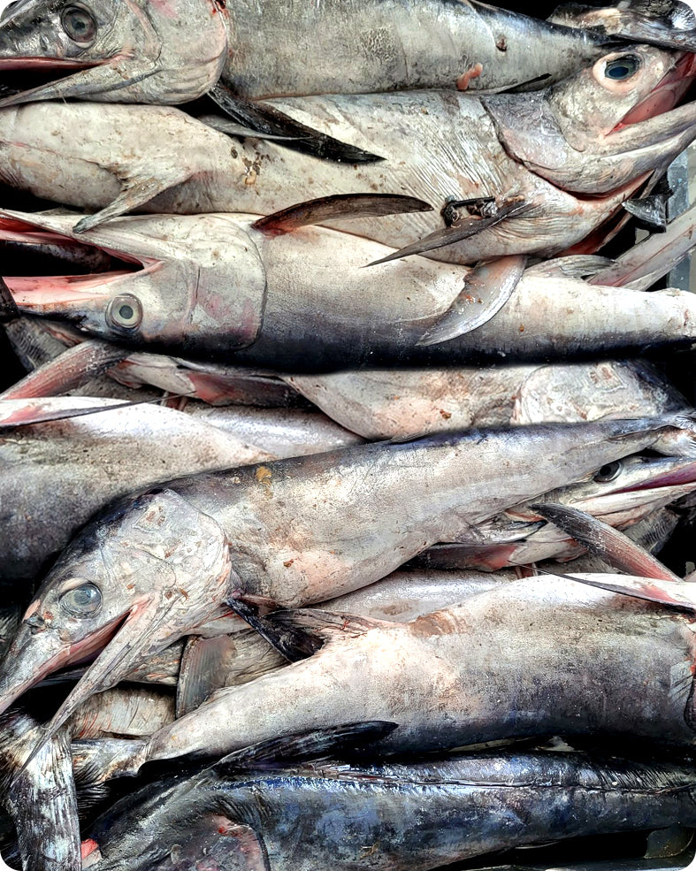 Wholesale Sword Fish In Chile