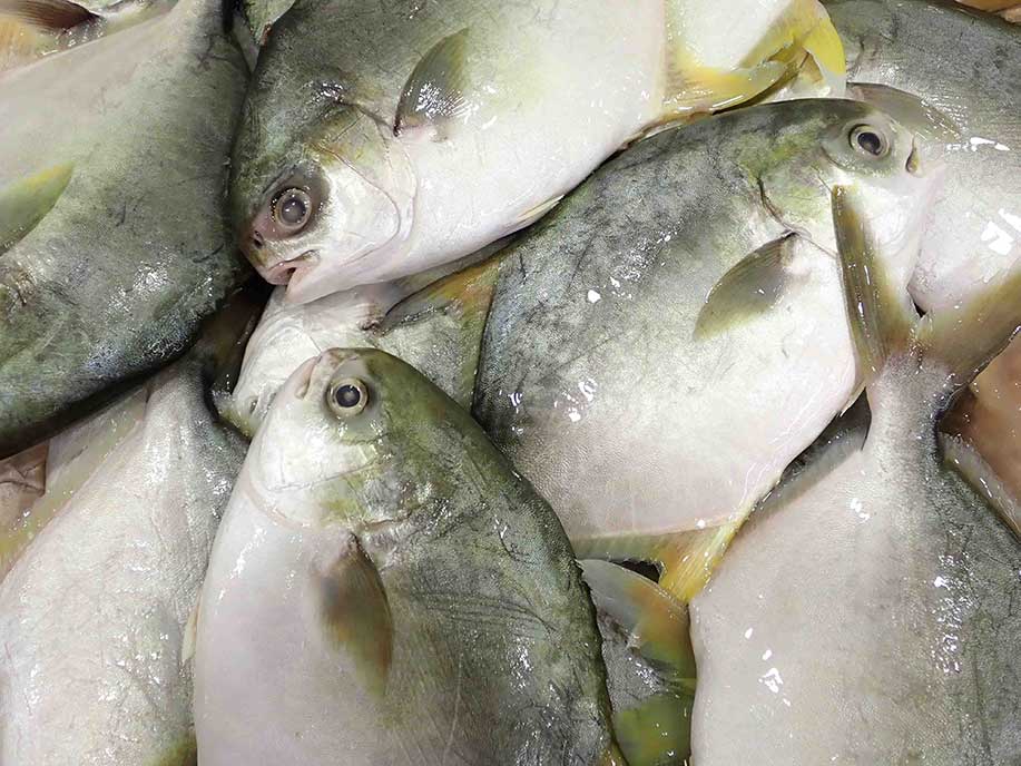 Wholesale silver pomfret fish in Norway