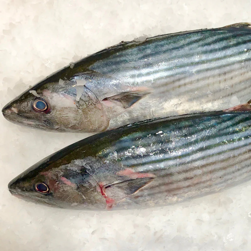 Wholesale Bonito Fish In Chile