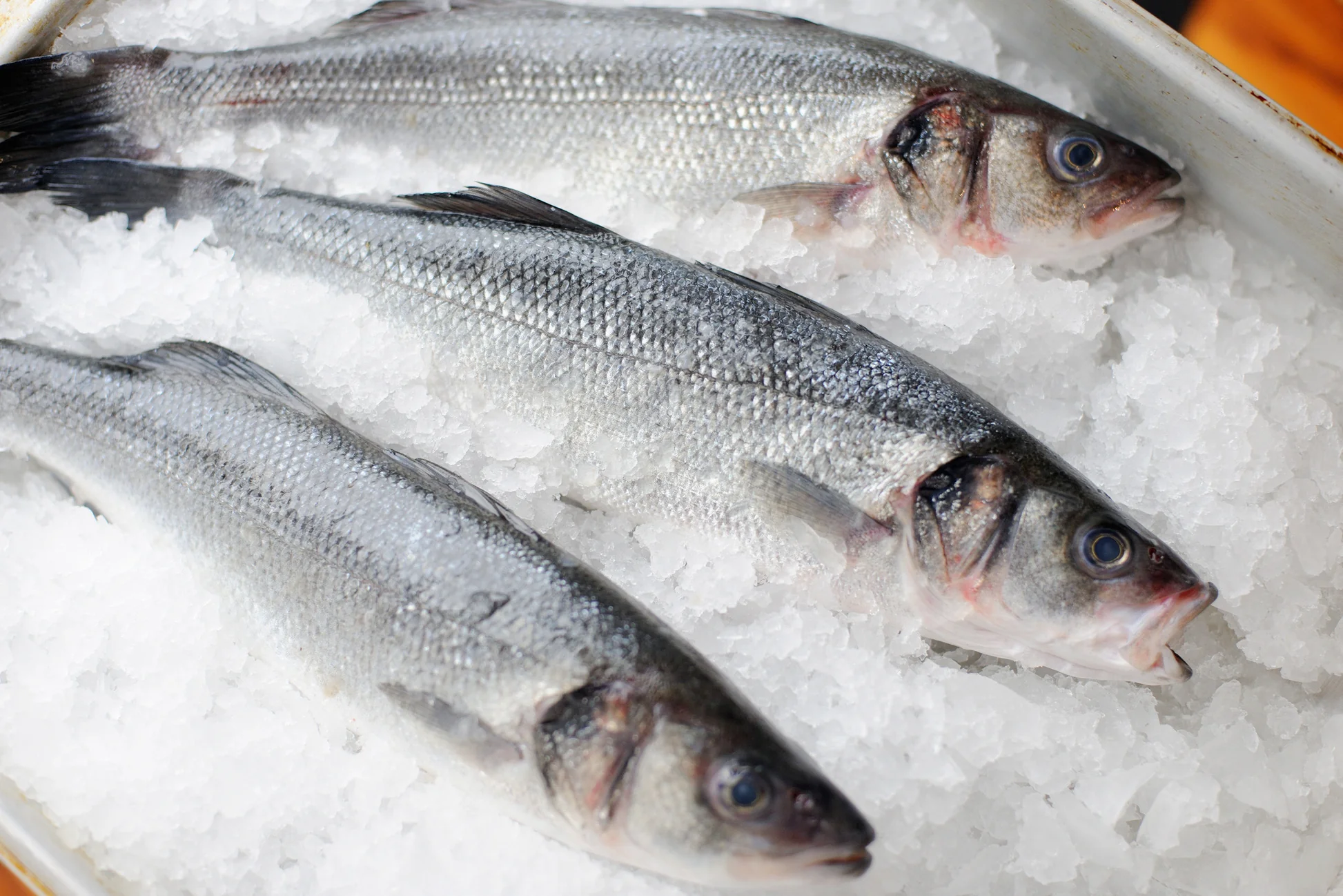 Wholesale Sea Bass In Chile