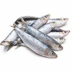 Wholesale Katti Fish In Chile