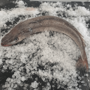 Wholesale Hake Fish In Chile