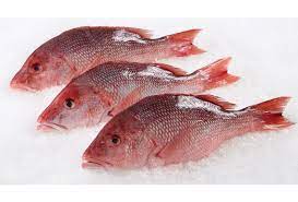 Wholesale Red Snapper Fish In Chile