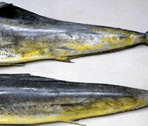 Wholesale Mahi Mahi Fish In Chile