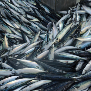 Wholesale Mackerel Fish In Chile