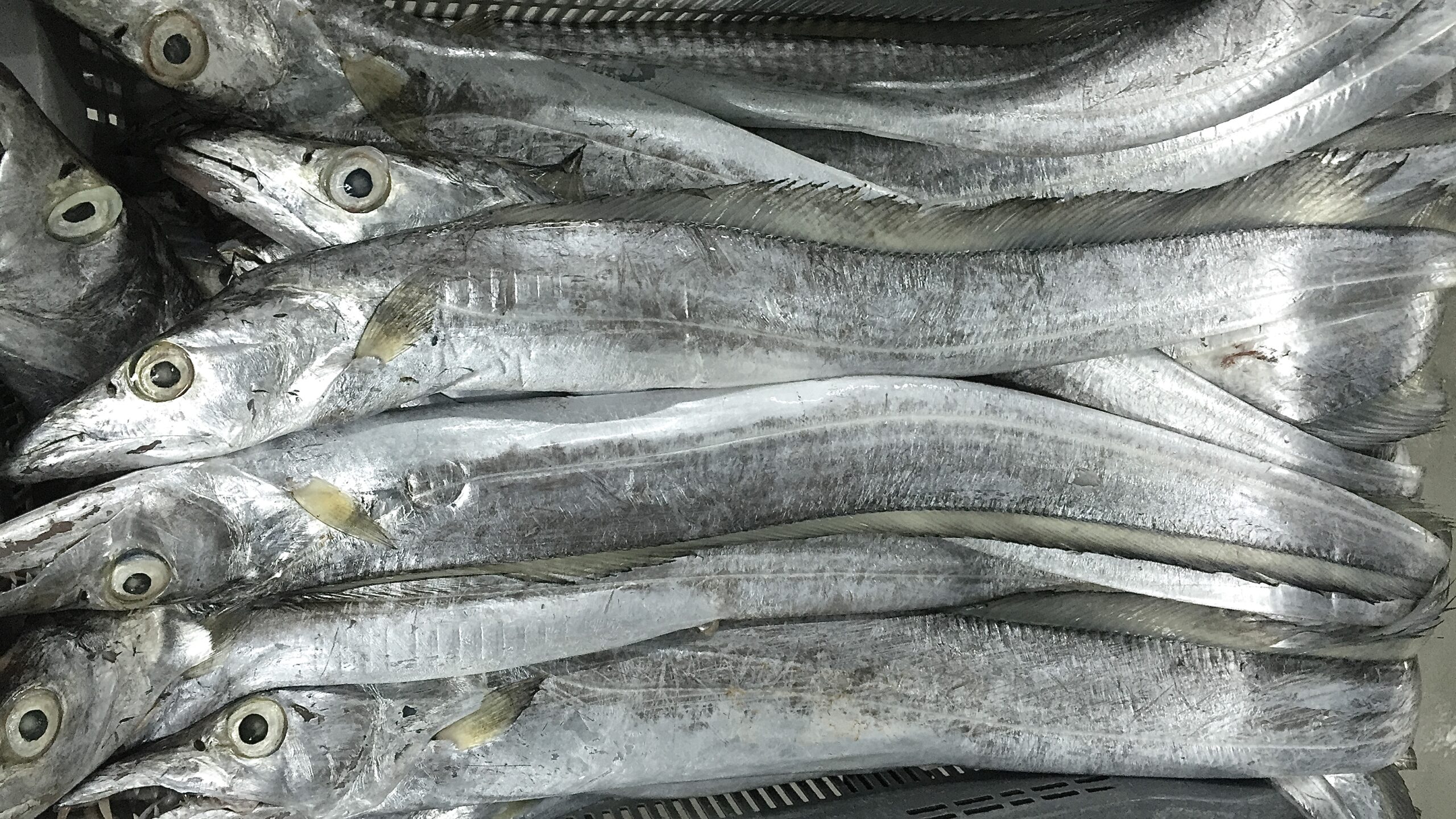 Wholesale Ribbon Fish In Chile